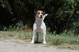 PARSON RUSSEL TERRIER 090